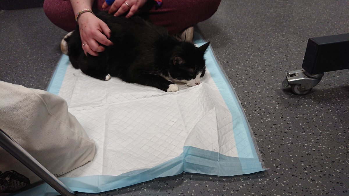 ObstundFell's tweet image. Menno...da nascht man mal ein bisschen von einem leckeren Handschuh, schon geraten alle in Panik, packen dich in den Korb und fahren dich zur Tierklinik, wo man dir lauter Spritzen in den Po steckt. Unmöglich sowas...

#petcontent #catcontent #CatsOfTwitter #Katzen