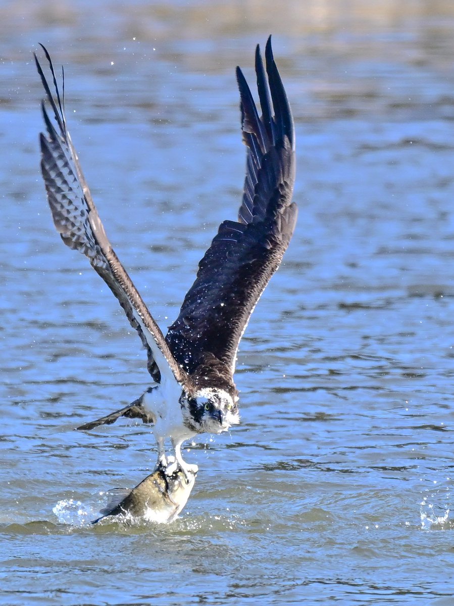 おはようございます😊
猛禽曜日🦅

1月19日は、のど自慢の日、カラオケの日、家庭用消化器点検の日、空気清浄機の日だそうです。
それとワテの健康診断の日🏥🩻

午前中のポストはこれにて🫡