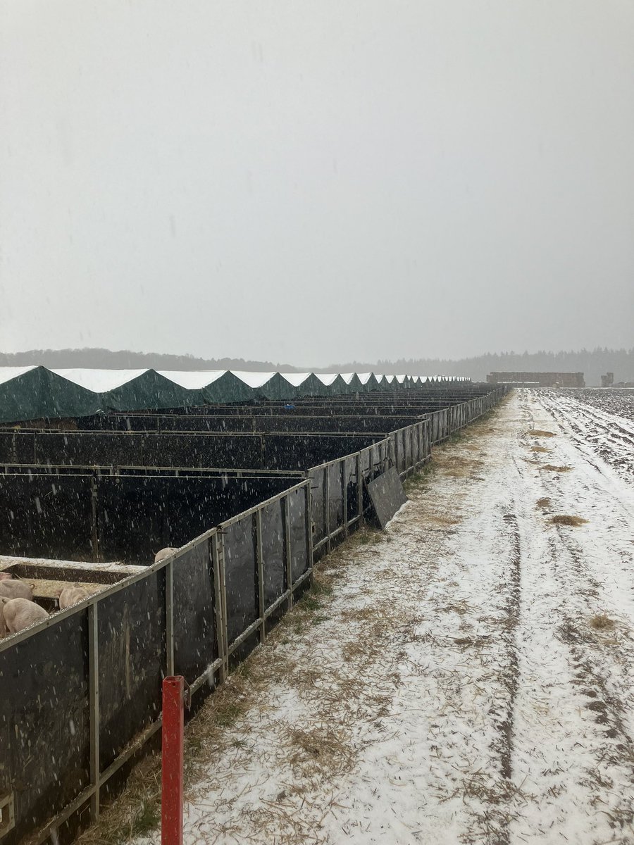 Who invited the white stuff…