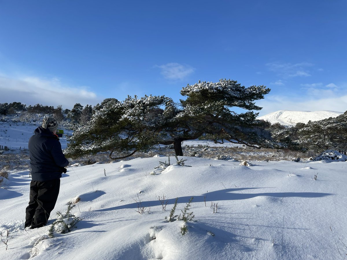 No19 Cataibh Studio reuniting with an old acquaintance today in the snow; Ben Tarvie in the background:
Ian Westacott’s etching on copperplate,
‘Alasdair’s Tree - Ardshave’ can be viewed <a href="/Browns_Gallery/">Browns Gallery</a> Scotland <a href="/AustGalleries/">Australian Galleries</a> Australia #trees #nature #etching #art #printmaking