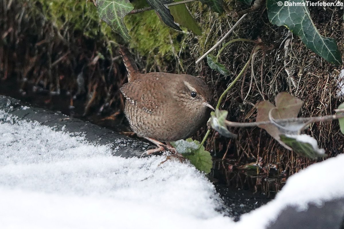 DahmsTierleben's tweet photo. Zaunkönig (Troglodytes troglodytes troglodytes) heute gesehen im Garten https://t.co/oYMSX6McJQ