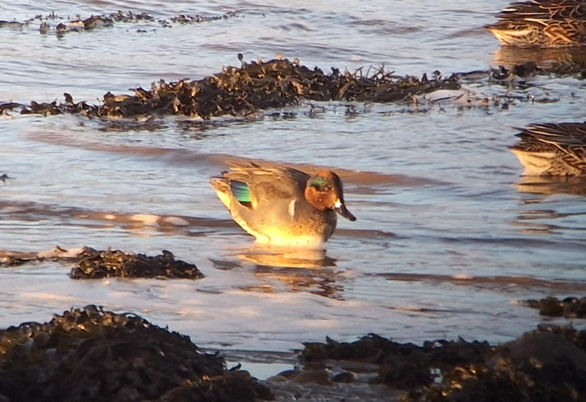 Chuffed to find this Green-winged Teal at Loch Gruinart, Islay with Jack Morris today!