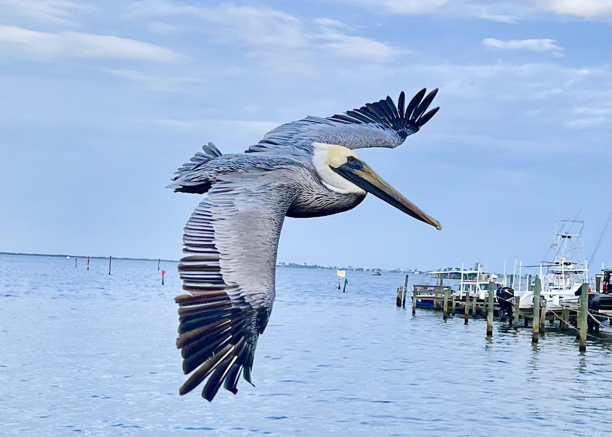sebastian_daily's tweet image. We intended to capture the launch this evening but ended up with this beautiful pelican photo instead. 
#sebastianfl #Pelicans #indianrivercounty