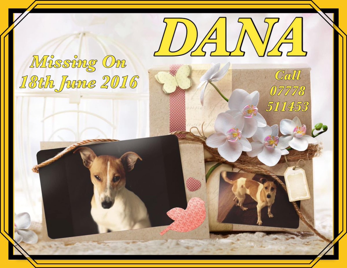 Another birthday without you Dana. 😢💔 But you are still in our hearts and we will always remember you. One day we will be able to share this day with you and make it the happiest day for us all 🙏🏻❤️🙏🏻 #GetDanaHome
#TheftByFinding
#CheckThatChip
#PetTheftReform