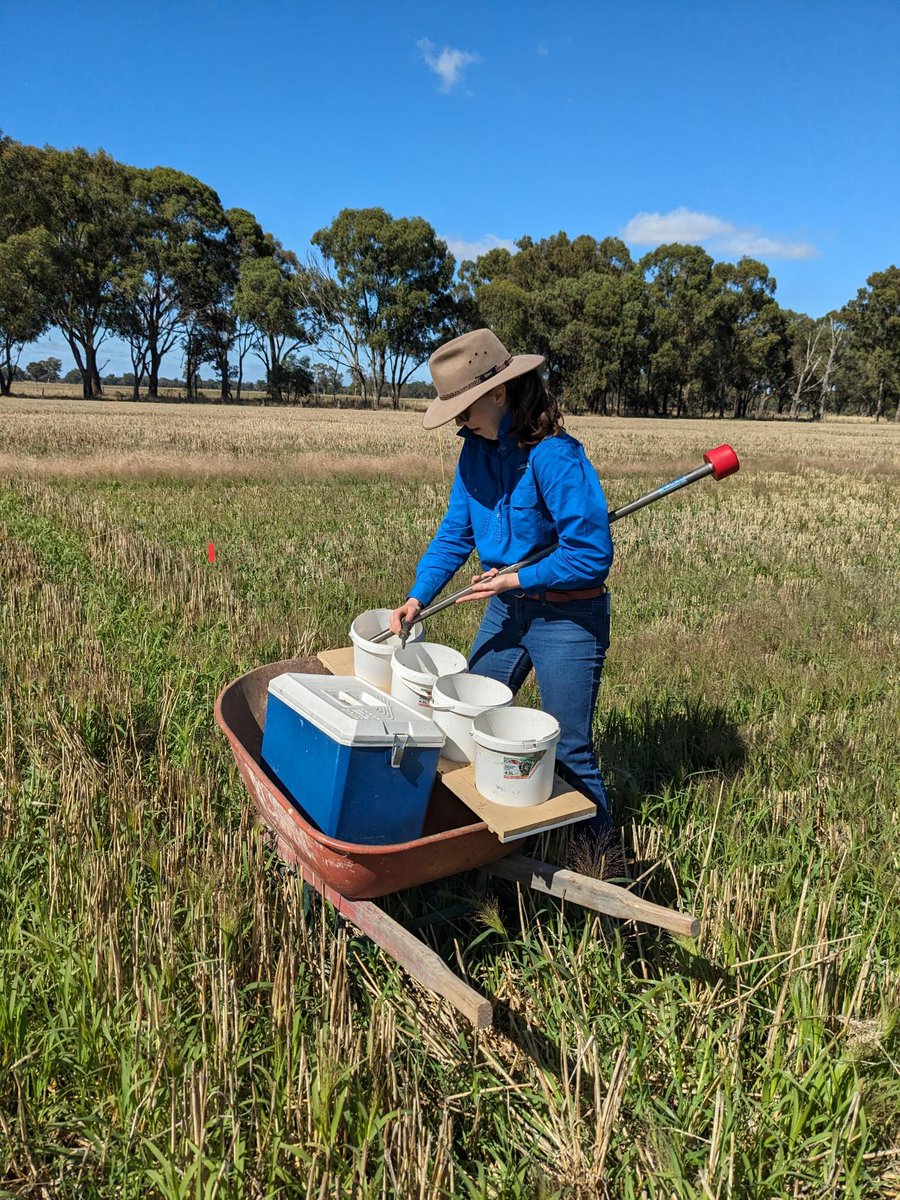 2. Sophie and Anna were out in the paddock yesterday taking our first soil samples of 2024! 👏🌱🌾🤠

Big thanks to @DavidHawkey2 @CassandraSchefe @AgriSci_Aus for joining us in the paddock!

More on this project 📖➡️ hubs.la/Q02gSzTY0
@theGRDC