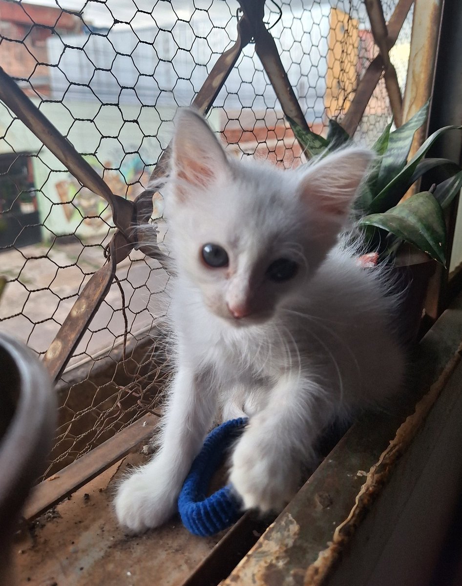 bu_bs_l's tweet image. Meu mundinho 🤍🤍🌿