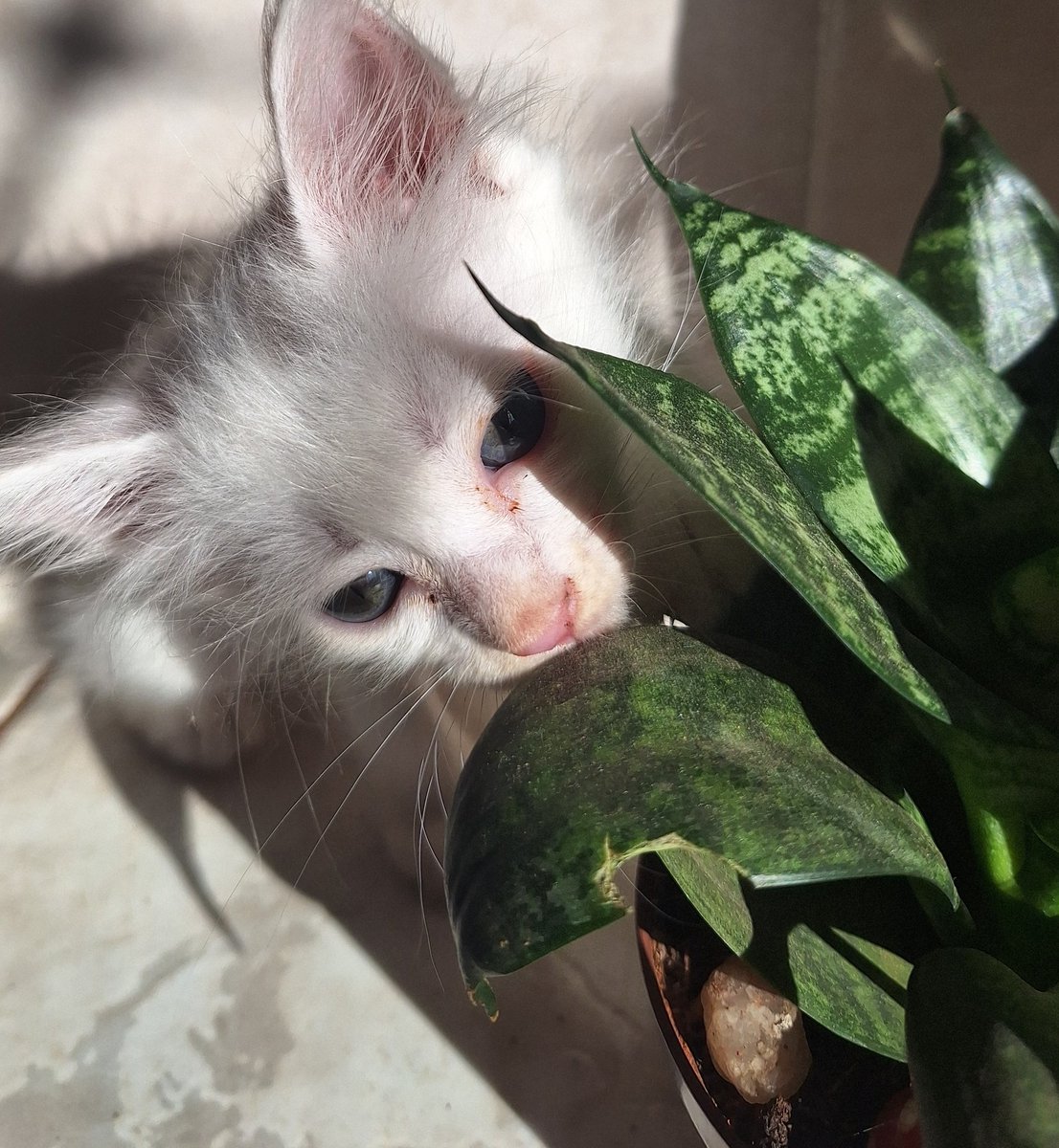 bu_bs_l's tweet image. Meu mundinho 🤍🤍🌿