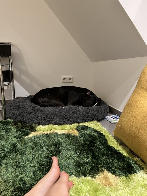 i&rsquo;m streaming and opal is just out of frame grumpy as hell https://t.co/rxS6LS2hO7