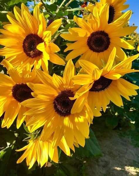 sunflowerchives's tweet photo. beautiful 🌻 https://t.co/mJ7E4qIwsZ