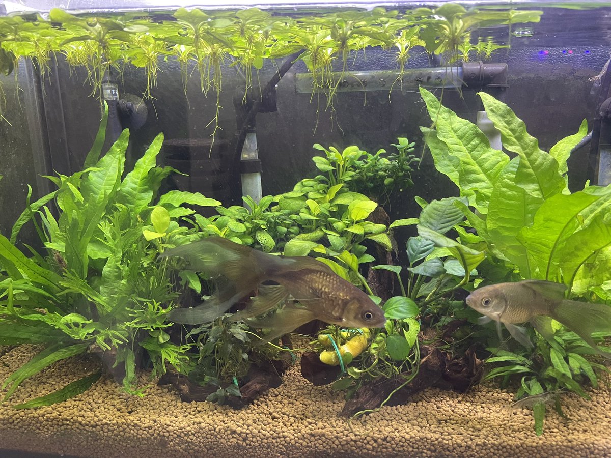 もぉ何個目かなー
継ぎ足し継ぎ足し
秘伝のタレ的な
秘めてもないし伝わってきた訳でもないけども
もぉ濃さが違うよね。
良し悪しは知らん
効果どぉなのとか聞かないでね
雰囲気が好きで気紛れでぶち撒けてるだけだから。
関係無いけど雑に鉄魚を推す。
#アピスト