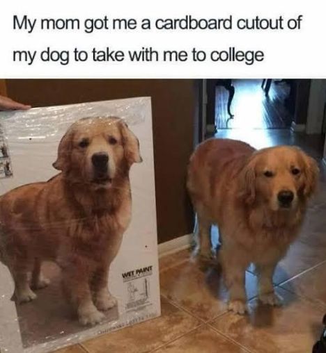 WholesomeMeme's tweet photo. https://t.co/mqhvIEi6dw