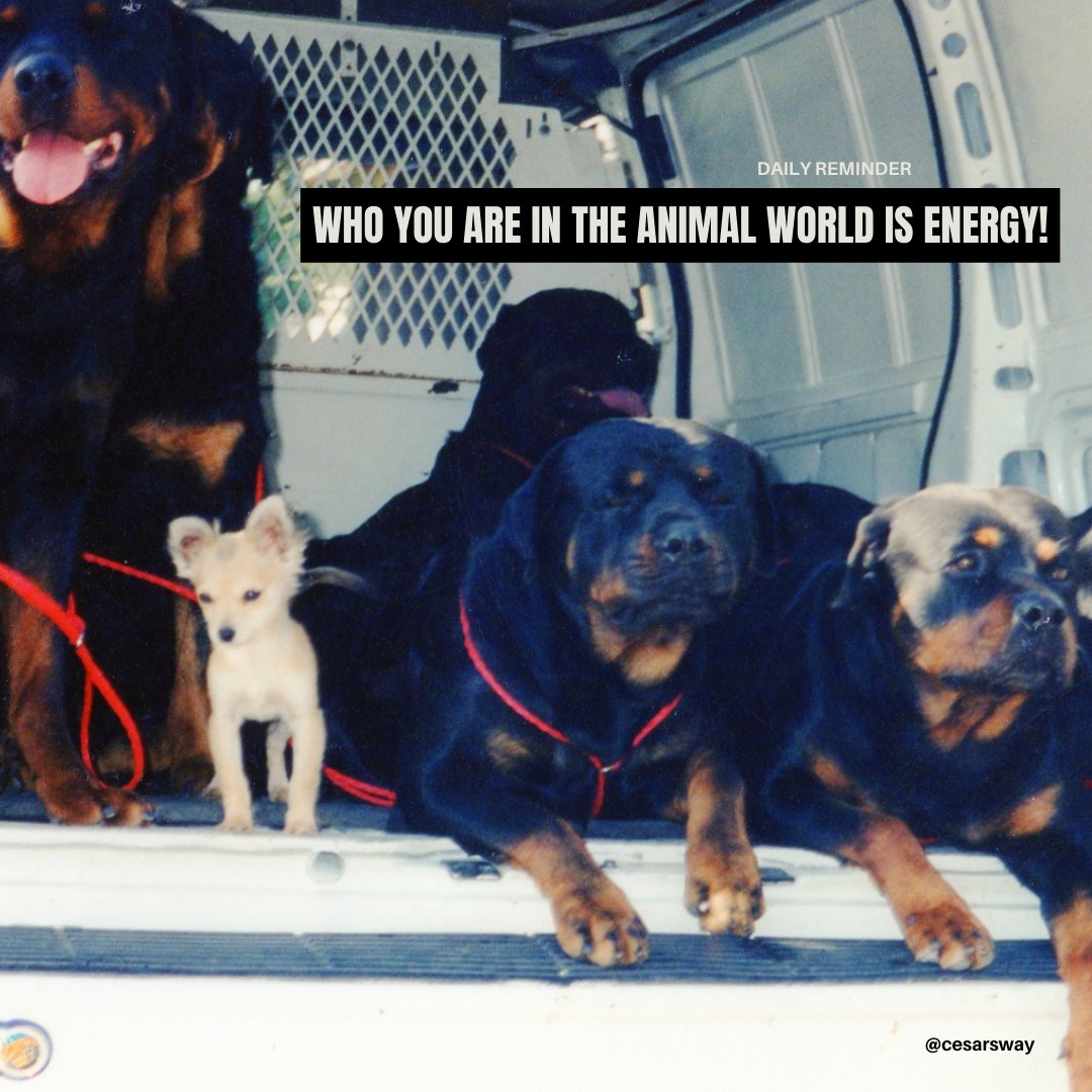 Recuerda. ¡Quién eres en el mundo animal es energía! . . . Reminder. Who are you in the animal world is energy!