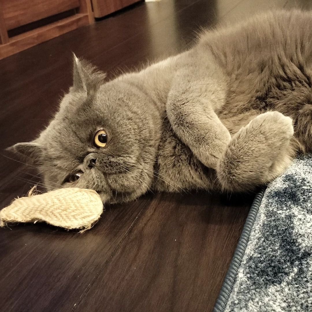 ginto1818's tweet photo. またたびが付いたオモチャで遊ぶ銀ちゃん♪🐈

#エキゾチックショートヘア #ねこすたぐらむ #ねこのいる生活
#猫のいる暮らし #猫好きさんと繋がりたい #ねこのきもち #pecoねこ部 #サンデイ #catsta https://t.co/PUUS1o0hH2