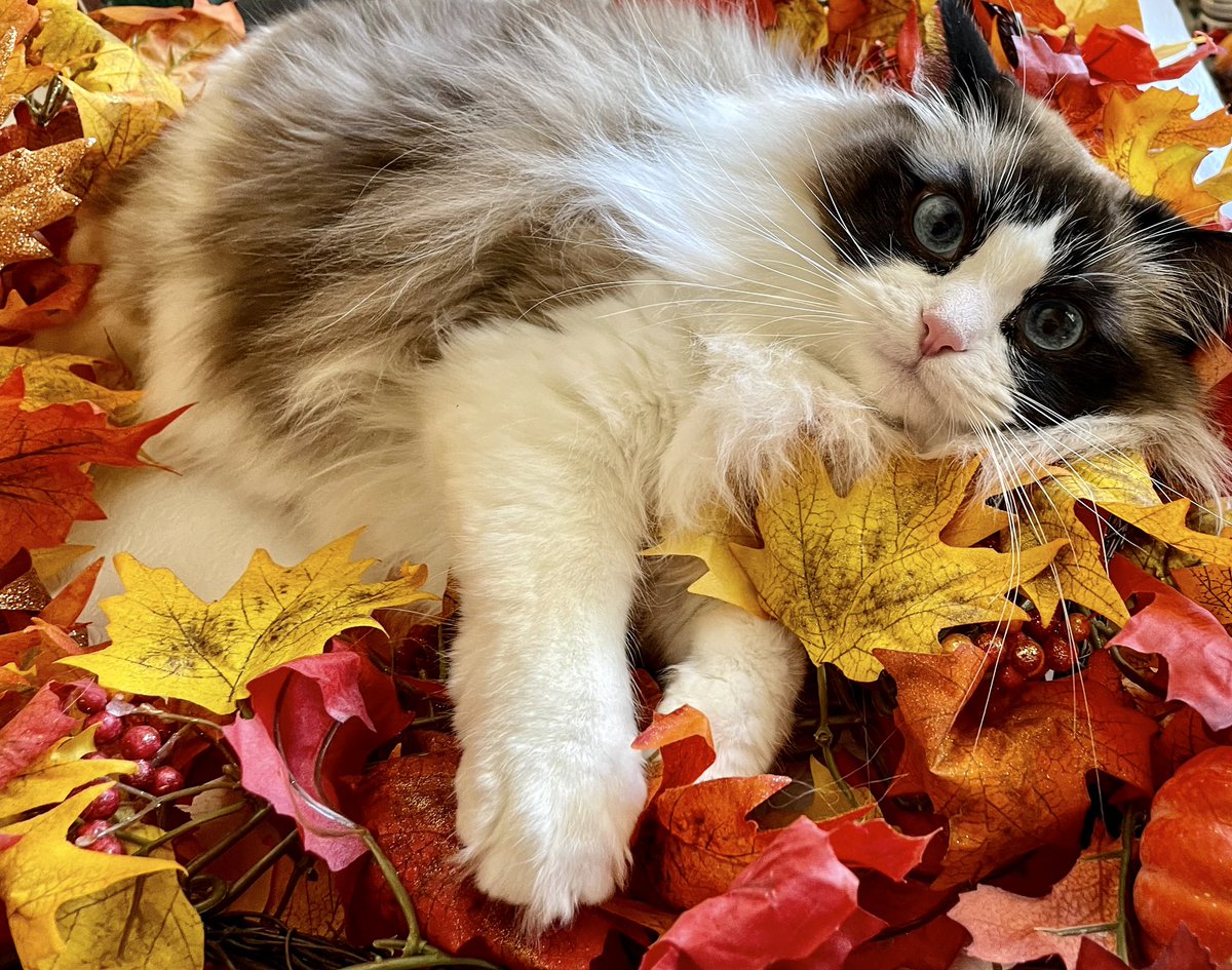 MMD3m's tweet photo. @taylorswift13 I love your kitty Mr. Benjamin Button. He sure looks like my sweet baby Izzy Alleb;-). https://t.co/nDbo5zqDO3