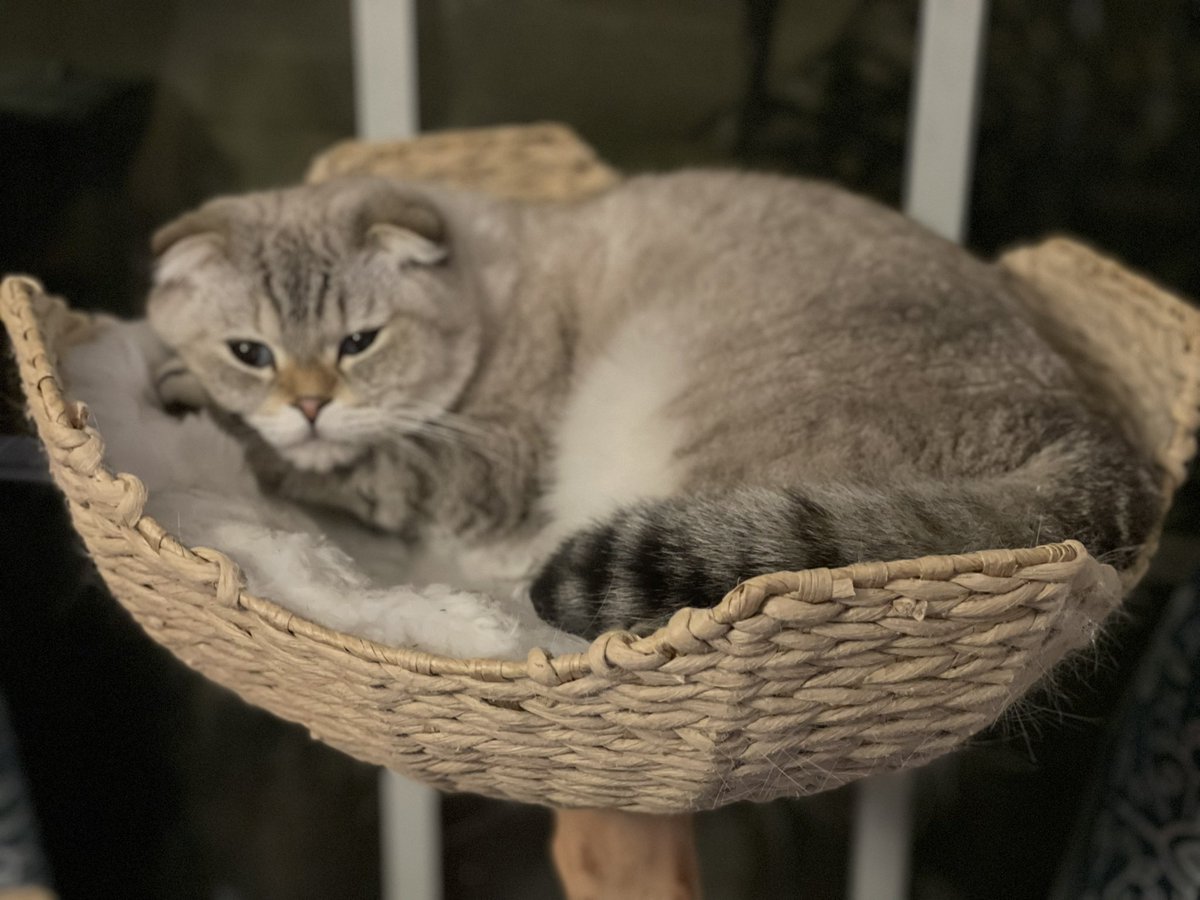 Say hello to Meeko, him is tired.