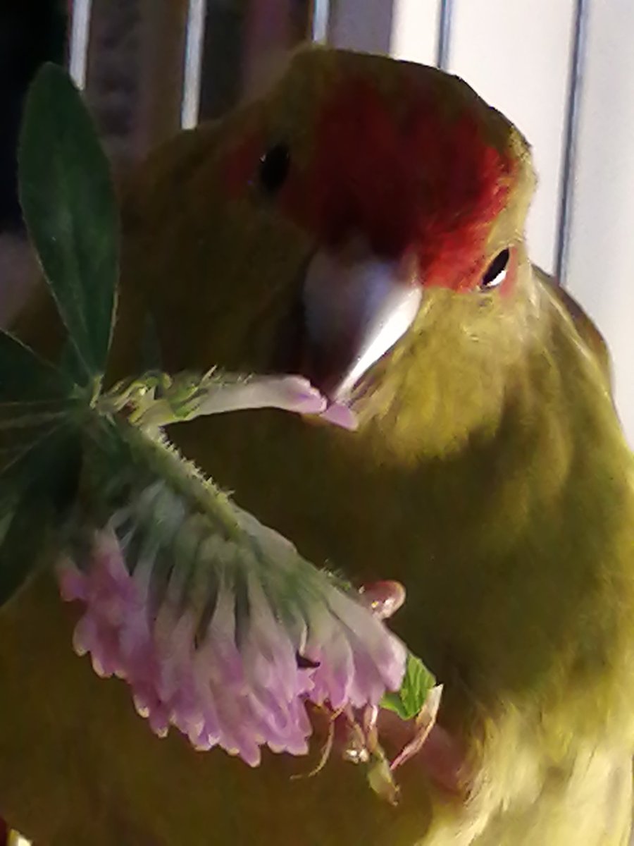 Our Favorite - Kakarik Keshi 🐦 youtube.com/@victoriaart99 T.me/cutecatsanddog Instagram.com/photosnature_v… #Parrot #KakarikKeshi #favorite #BestFriend #NewZealand #birds #birdphotography #Birdland #BirdsOfTwitter #VictoriaDay #TwitterNatureCommunity