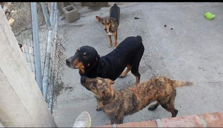 matryoskcat's tweet photo. 2 meses sin él (aquí aún era cachorro)
D.E.P. 🐕☁️ https://t.co/yJgMaOtjJ9