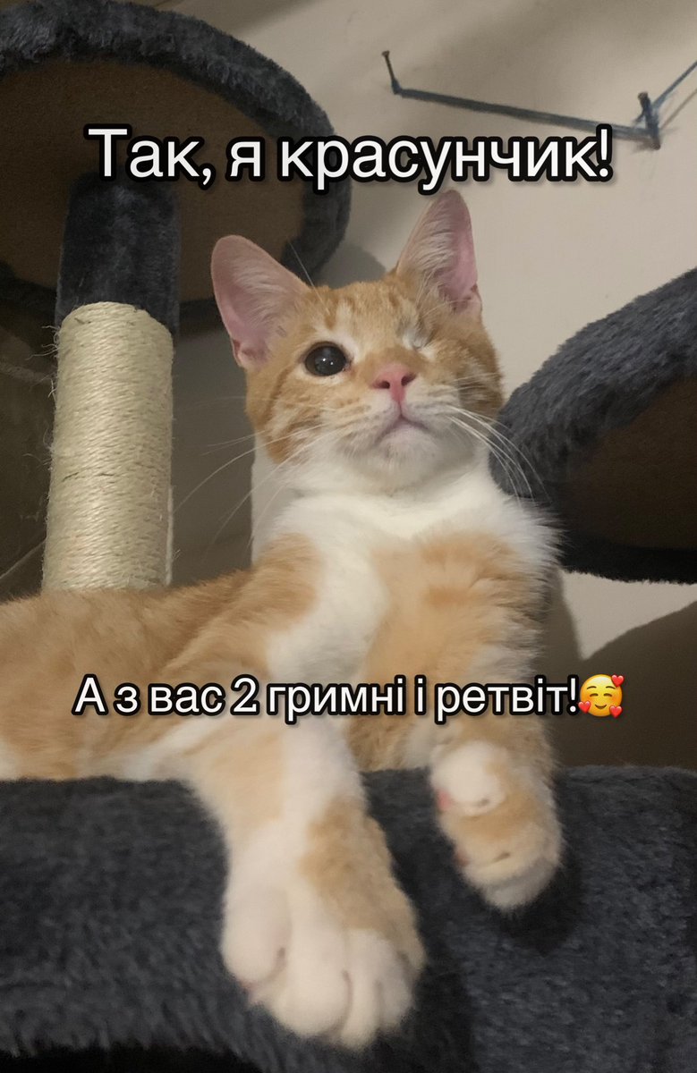 Міні тред-звіт🥺
Ваші гривні та ретвіти рятують життя!

З 10.12.23 по 17.01.24 тільки у ветклініці витрачено - 44 762 гривні і це ще без складних операцій та аптек…
Самі рахунки можете спостерігати на фото в треді🥺

За можливості, дуже прошу вашої підтримки на подальше