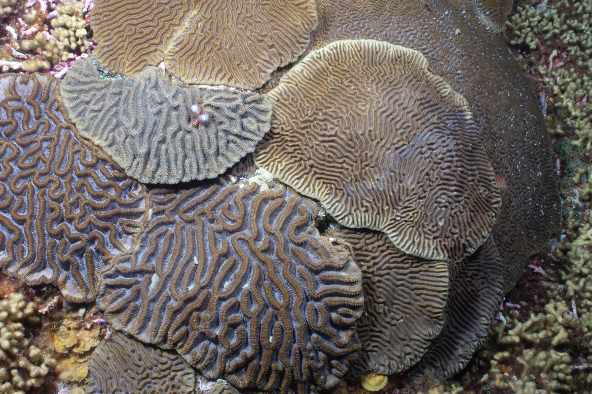 Looking to expand your brain (coral) on #NationalThesaurusDay?  Try using a new synonym! Some synonyms for stony corals are: reef building coral, hexacoral, hermatypic coral, scleractinian coral.

📷 G.P. Schmahl/FGBNMS

#TheMoreYouKnow #alwayslearningnewthings #braincoral