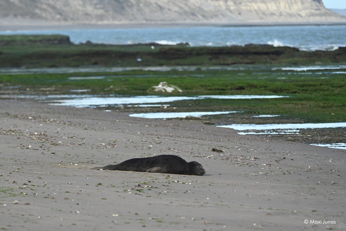 WCS_Peru's tweet photo. La #gripeaviar es una amenaza para la fauna silvestre en todo el mundo. Esta ha generado una gran devastación, incluyendo la reciente muerte de crías de elefantes marinos en la Patagonia. Los gobiernos deben tratar la creciente crisis con urgencia.  
👉https://t.co/keWBSchOup https://t.co/6vn6Pnr12s