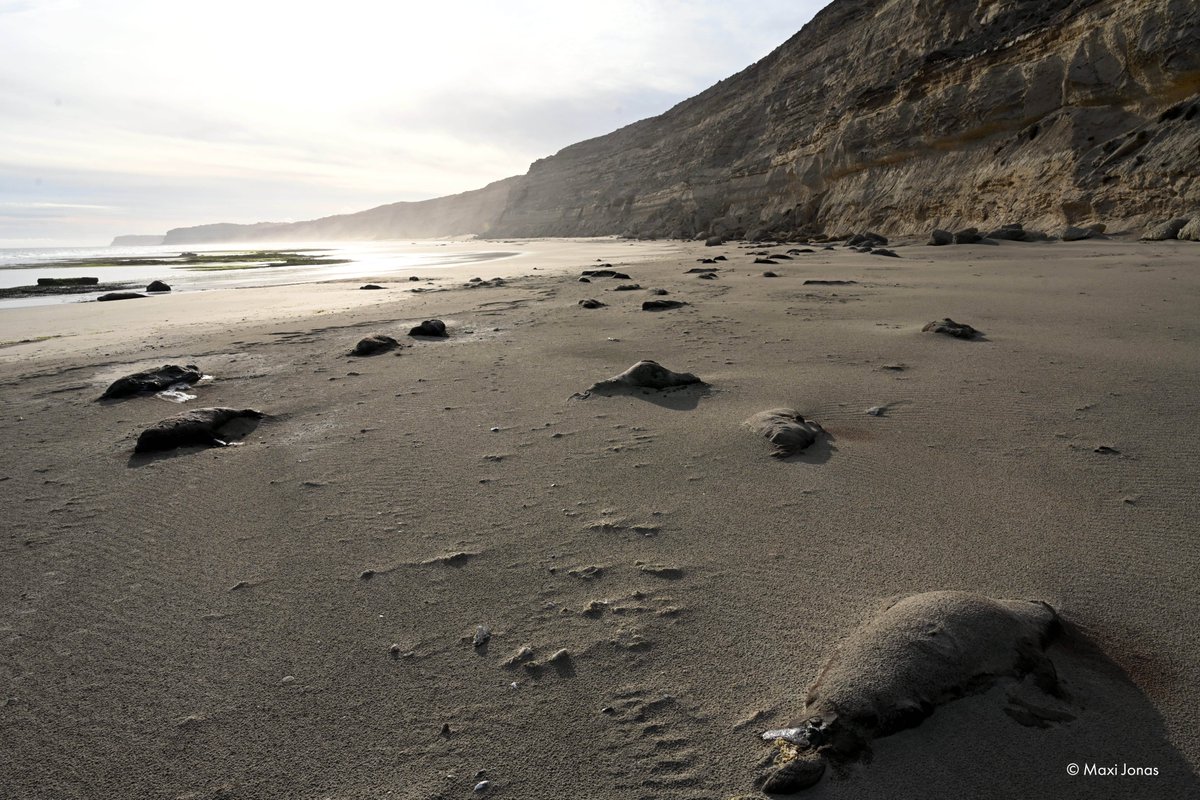 WCS_Peru's tweet photo. La #gripeaviar es una amenaza para la fauna silvestre en todo el mundo. Esta ha generado una gran devastación, incluyendo la reciente muerte de crías de elefantes marinos en la Patagonia. Los gobiernos deben tratar la creciente crisis con urgencia.  
👉https://t.co/keWBSchOup https://t.co/6vn6Pnr12s