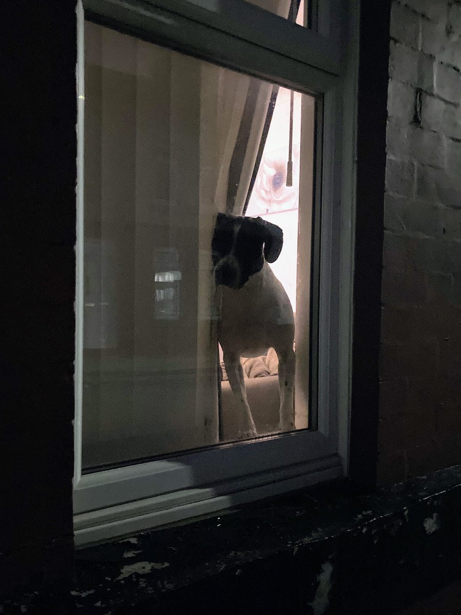 LaikaMuttnik's tweet image. Smile-generating window dogs in the dark and cold winter evening🐶🌟☺️

暗く寒い冬の夜道の、癒しの窓犬さんたち(*´ω｀*)

#windowdog #dogsoftwitter #dogstagram #窓犬 #わんすたぐらむ
