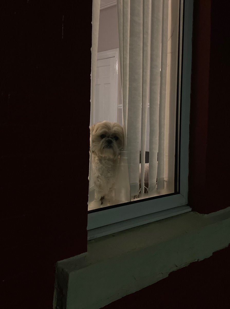 LaikaMuttnik's tweet image. Smile-generating window dogs in the dark and cold winter evening🐶🌟☺️

暗く寒い冬の夜道の、癒しの窓犬さんたち(*´ω｀*)

#windowdog #dogsoftwitter #dogstagram #窓犬 #わんすたぐらむ