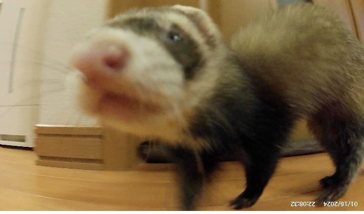 ashitahejump123's tweet photo. AKASOのアクションカメラはペットのちくわも興味津々でスマホのカメラでは撮れないアングルで撮れます☺️

#AKASO
#V50X https://t.co/ClPTXXjrvT