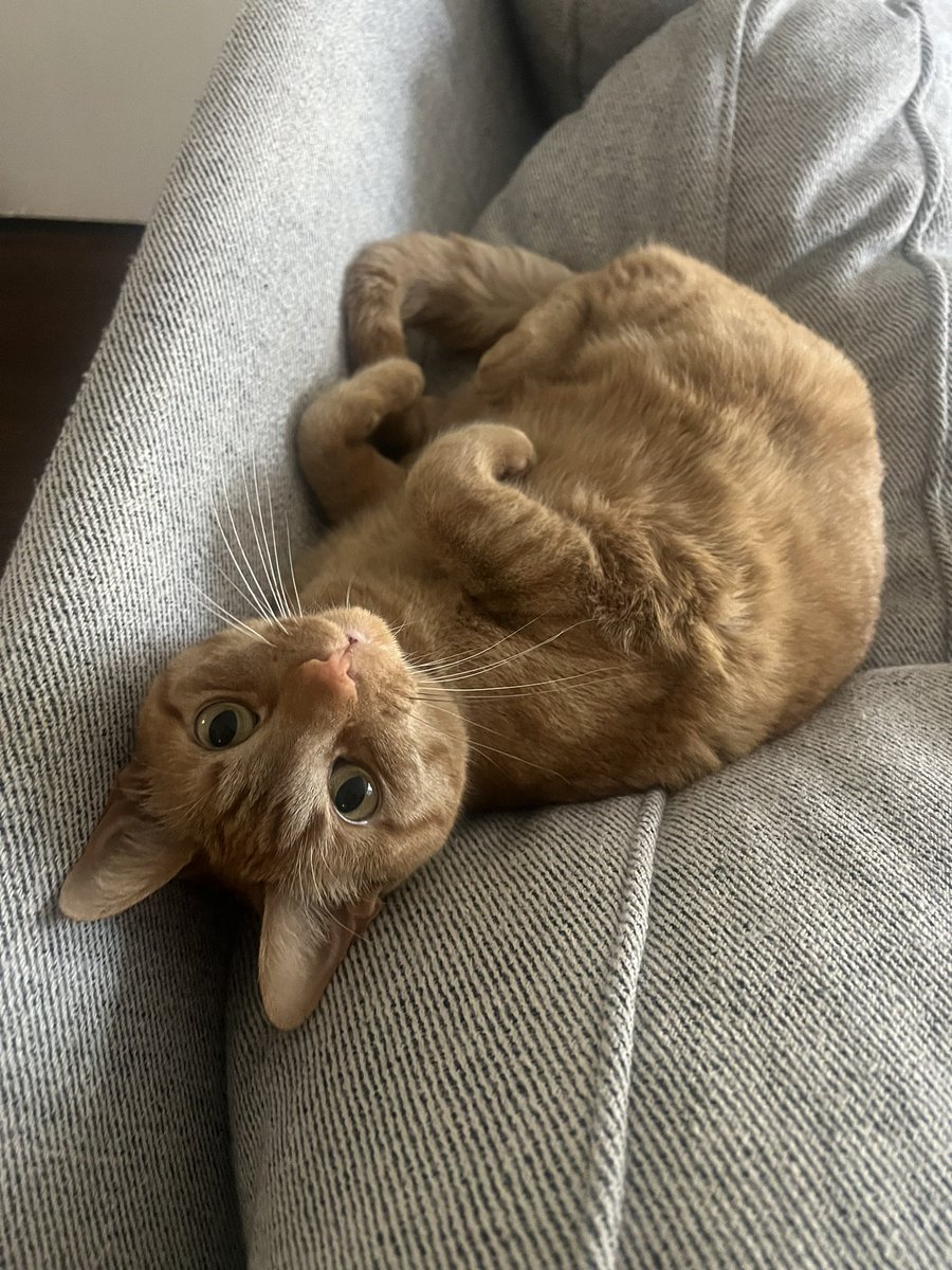 everybody say bye to cheddar we’re sending her to prison for 999 years for the crime of being too cute