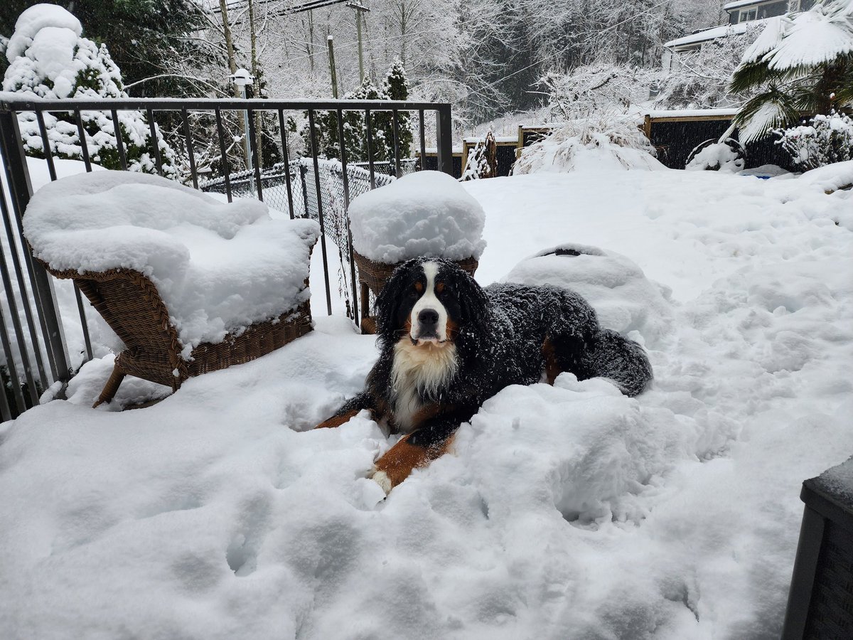 It can be a challenge getting the monster back into the house #BerneseMountianDog #LadysmithBC #bcstorm