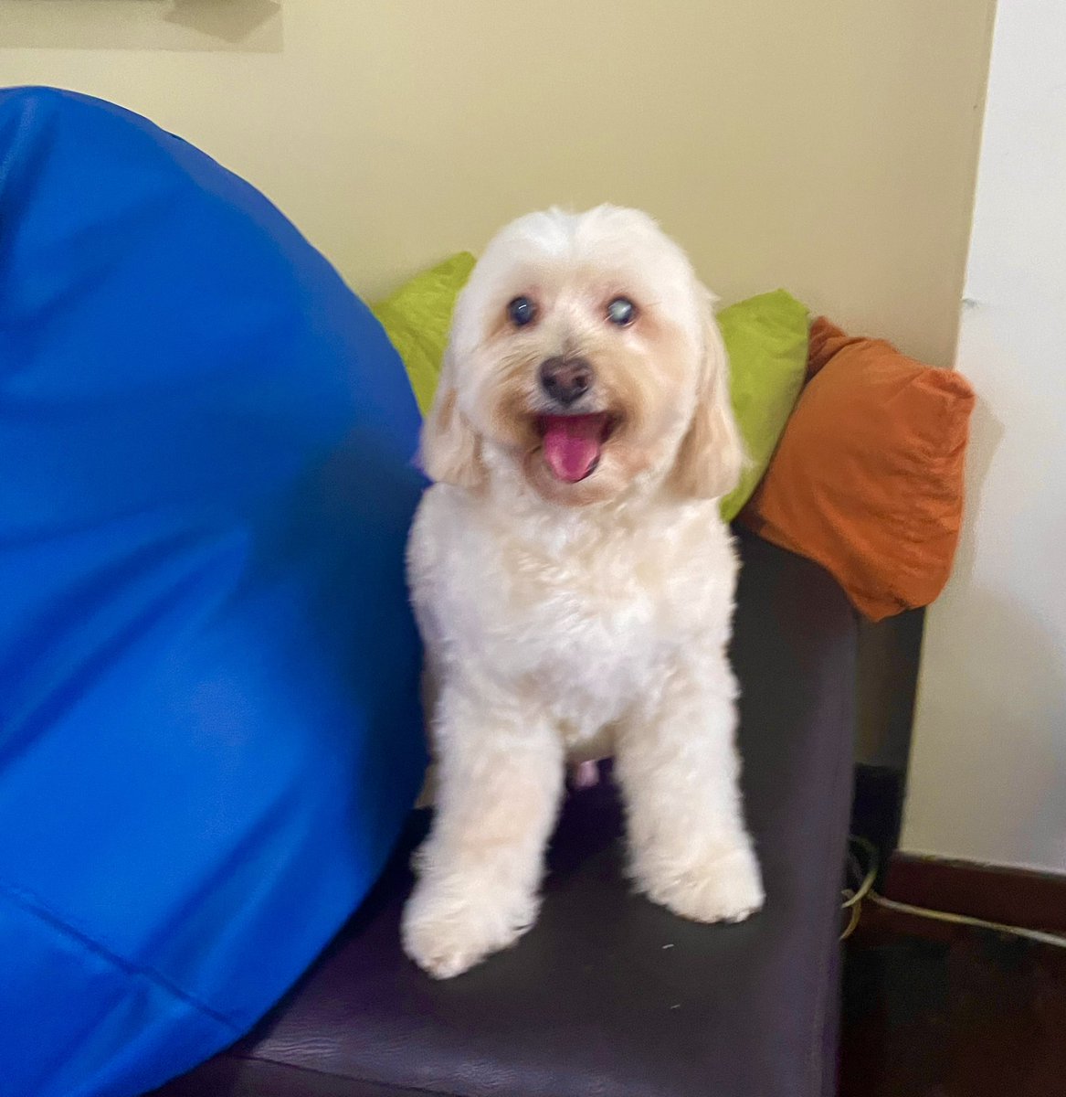 PetsSammy's tweet photo. Falkor y Oscar, luciendo cómo quedaron luego de su baño y peluquería, #modoconsentido #mascotasfelices🐶❤️ https://t.co/UUTR2bIths