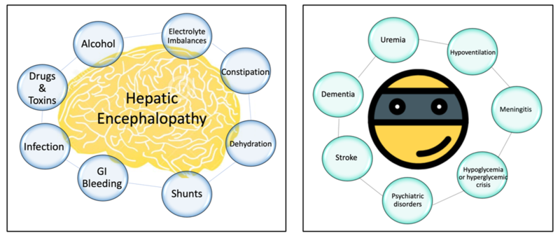 Liver Fellow Network (@liverfellow) on Twitter photo Ready to round? Check out <a href="/vinayjaha/">Vinay Jahagirdar</a> Back to Basics "Decoding Hepatic Encephalopathy" (HE) to hit the 🔑 points on 🤔 through HE. This post is essential for #MedTwitter residents caring for patients w/ HE.
#livertwitter #GITwitter #MedEd #FOAMed
aasld.org/liver-fellow-n… Ready to round? Check out <a href="/vinayjaha/">Vinay Jahagirdar</a> Back to Basics "Decoding Hepatic Encephalopathy" (HE) to hit the 🔑 points on 🤔 through HE. This post is essential for #MedTwitter residents caring for patients w/ HE.
#livertwitter #GITwitter #MedEd #FOAMed
aasld.org/liver-fellow-n…