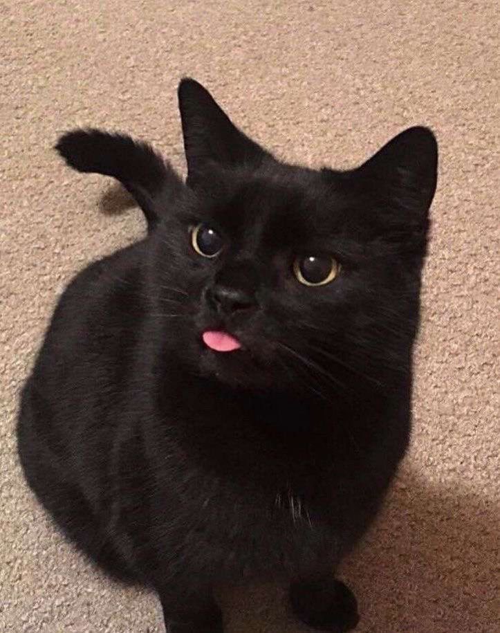 _etherealzenith's tweet photo. @maatdraws not a breed he has black cat energy 😈 https://t.co/9aHt06utV4