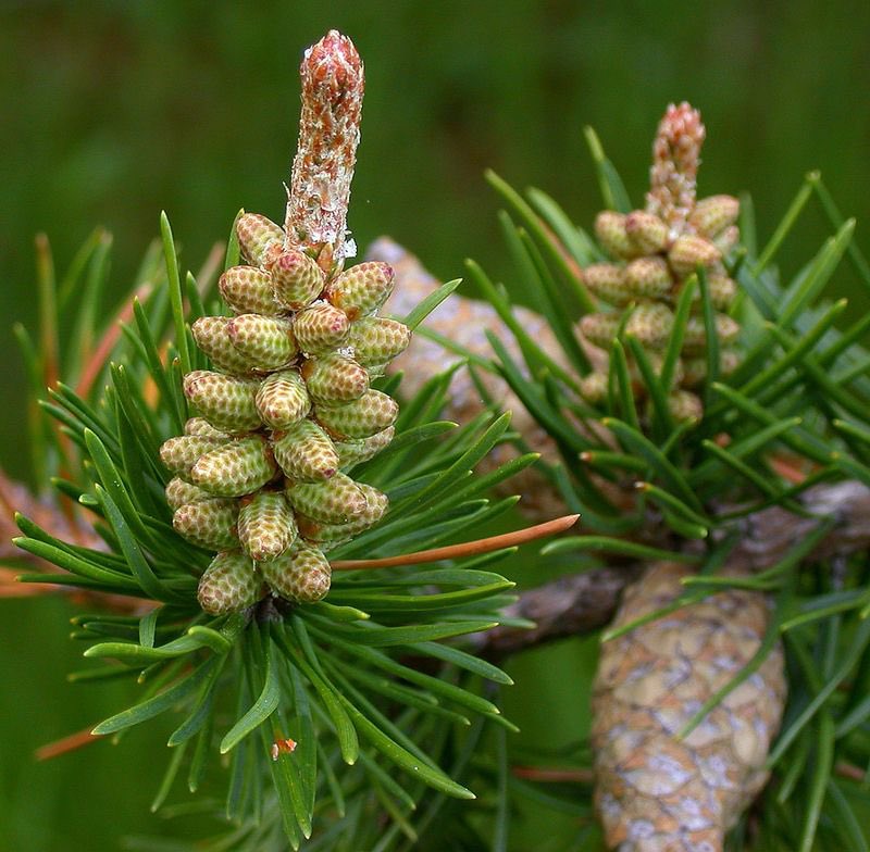Boreome 🌿 Pine pollen co. (@boreomeQC) / X