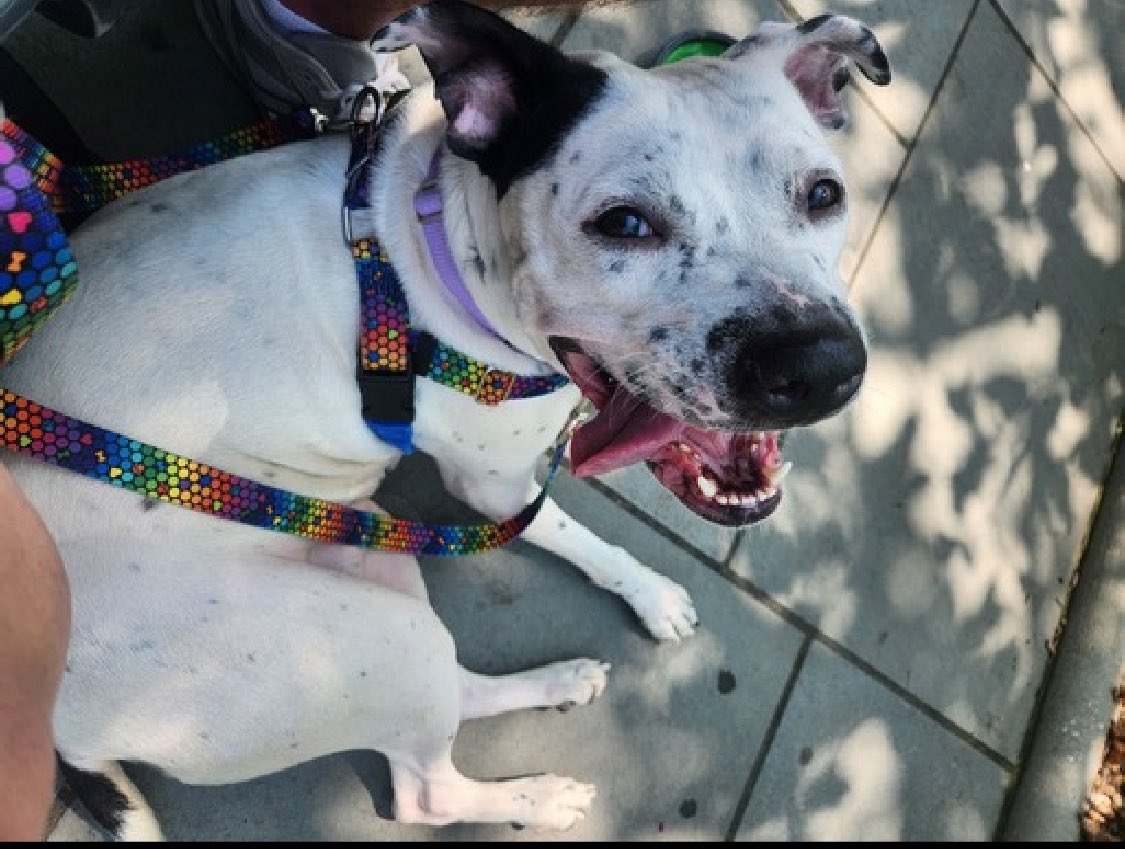 Described as "super affectionate and cuddly", Lola 175766 family's unstable living situation brought her to NYCACC. After arriving Jan 6, she's now TBK Saturday. A social, affectionate and playful 2 year old who is known to be friendly, playful and outgoing with kids and CATS,