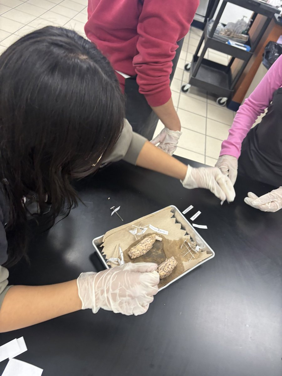 aluna0707's tweet photo. Brain surgery? Well, not completely qualified to do that but we dissected sheep brains 🐑 🧠 #drlunasclass #SEHStheBest #SanEliNation #braindissection #gotbrains #CTEworks #PLTWclassroom https://t.co/FOkUeXXnMU