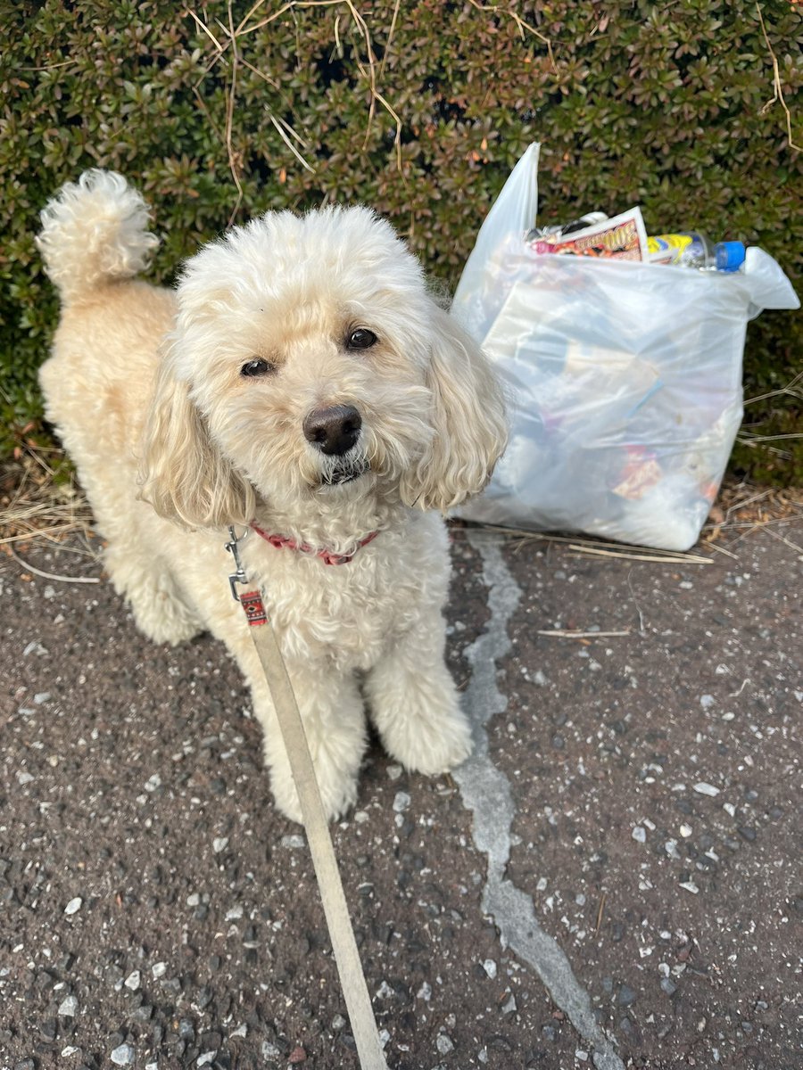 2p4Qg3ZI3jQGQNU's tweet photo. 犬の散歩しながらゴミ拾い活動。
お散歩ピカピカ隊
300回チャレンジ 235回目。

暖かくてダウンの下でうっすら汗をかきました。
今日も袋いっぱいになるまで拾ってきました。
皆様良い一日をお過ごしください。

#ゴミ拾い
#地域貢献
#社会貢献
#SDGs
#PloggingDog
#pickinguptrash https://t.co/hOTaPOTxCb