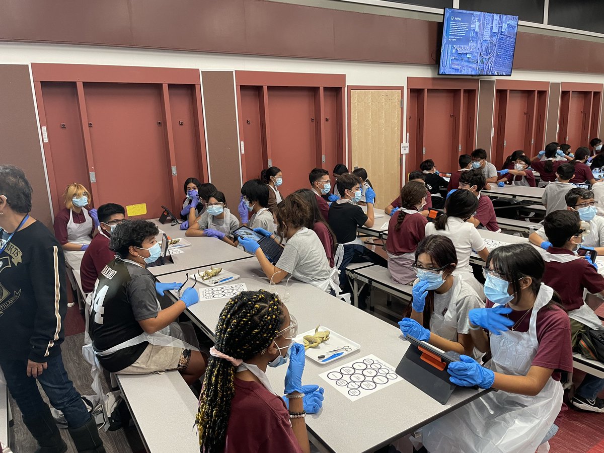 Let the dissections begin… Total grade level dissection day <a href="/LosAlisosMS/">Los Alisos MS</a> @TmaganaLAM <a href="/laurengoodner/">Lauren Goodner</a> <a href="/NotablyNaulty/">Kyle Nault</a> <a href="/nlmusd/">Norwalk-La Mirada Unified School District</a> Thank you to everyone on site &amp; at the district for their support. @Shaydscience <a href="/LanganTonya/">Tonya Langan</a> #kjzkidz