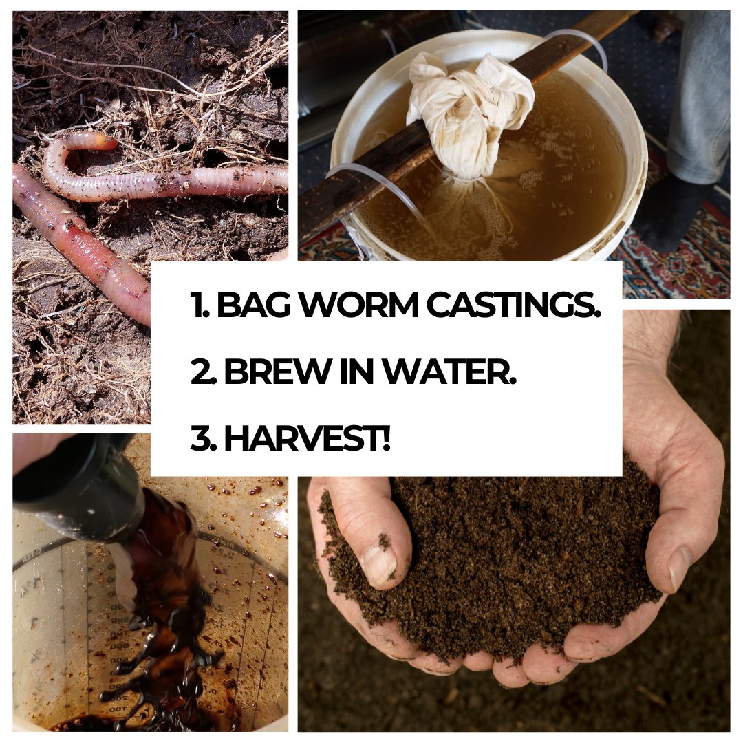 What's the tea on worm tea? 🪱

Vermicompost tea is brewed from worm castings and it can be used to boost the growth and health of indoor and outdoor #plants 🌱

Learn how to make & use #wormcastings tea here: medium.com/@laurenlanders…

#organicgarden #vermicomposting #wormfarm