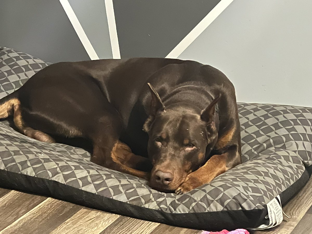 TCooke618's tweet photo. New fur baby “Sable” #Doberman #Dobbie https://t.co/6cbhBvbeHW