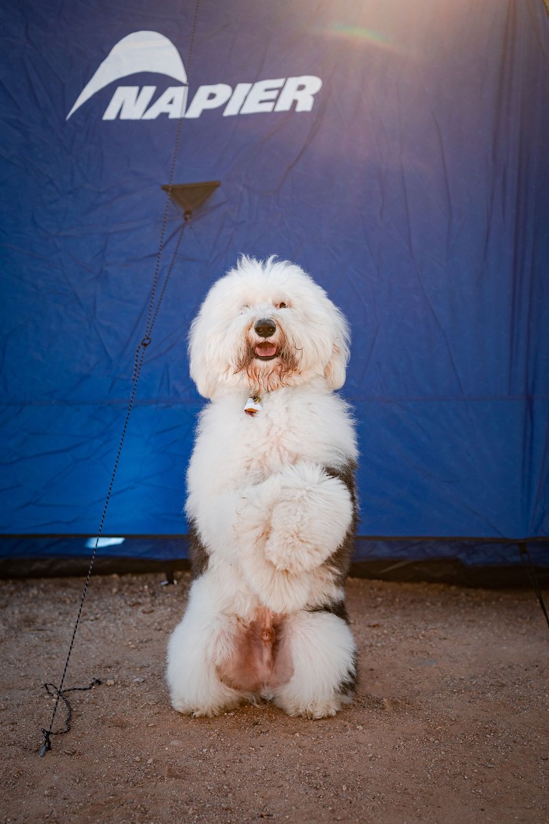 NapierOutdoors's tweet image. Dog Safety 101: Bring doggy booties to protect paws from rough terrain, hot surfaces, or chilly ground. 🐕 

What&apos;s your furry friend&apos;s must-have outdoor accessory? 

#DogSafety #PawProtection

📷 @thedesertdudes