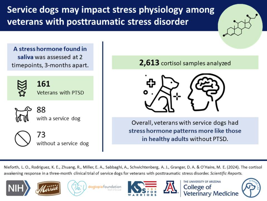 New pub alert! We found that #PTSD service dogs impact the brain chemistry of veterans by changing their diurnal cortisol profiles over time 🧪🐕‍🦺 doi.org/10.1038/s41598… Read more in comments below ⬇️⬇️