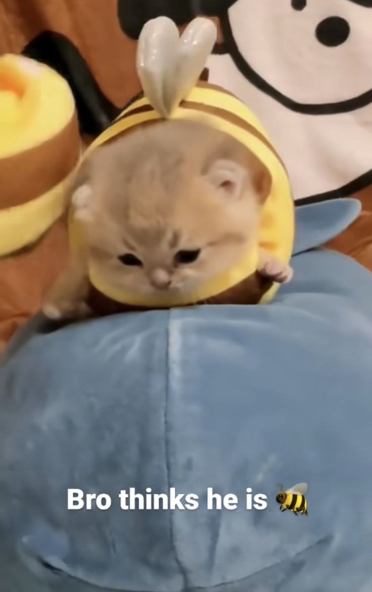 smol silly cat (@catsillyness) on Twitter photo 