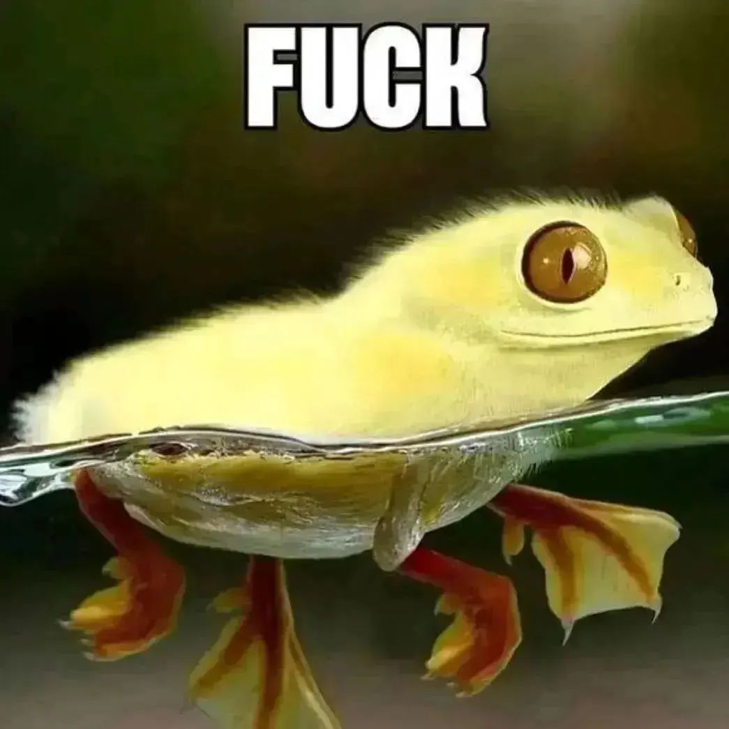 froglover2020's tweet photo. frog https://t.co/JFXE4V3SuX
