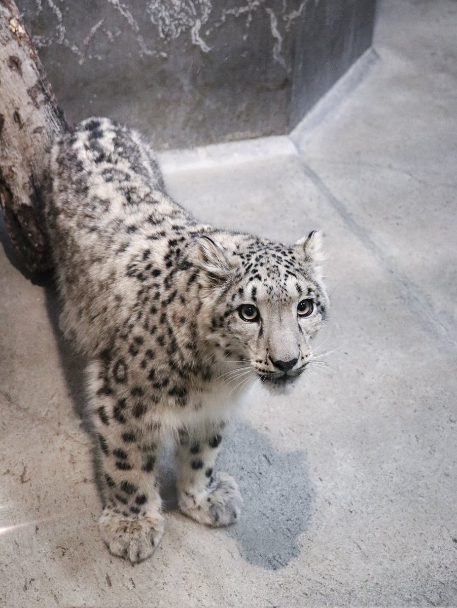 black03_white03's tweet image. よく男の子に間違えられますが、女の子です😂

 #いしかわ動物園 
 #ユキヒョウ 
 #ヒメル