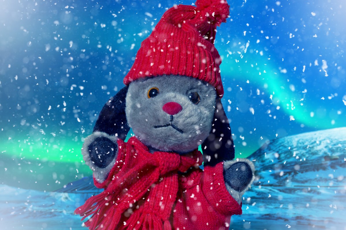 At this time of year, even dogs need to wrap up warm ❄️