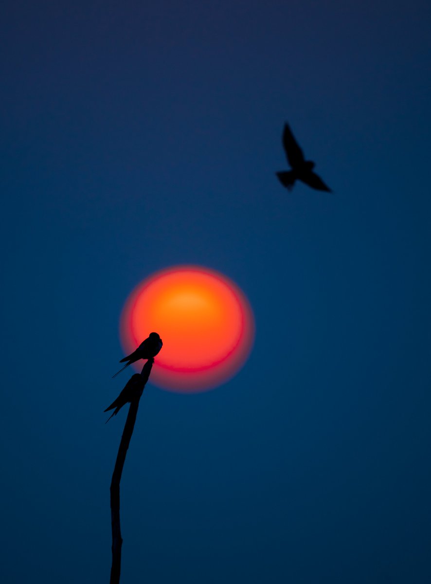 Good Morning Ladies &amp; Gentlemen !!!
Hope you have a wonderful Day !!!

The Morning Song
8.00 ꜩ
🔗👇