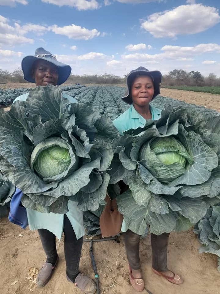 Printing money in the soil. Share if you love farming.