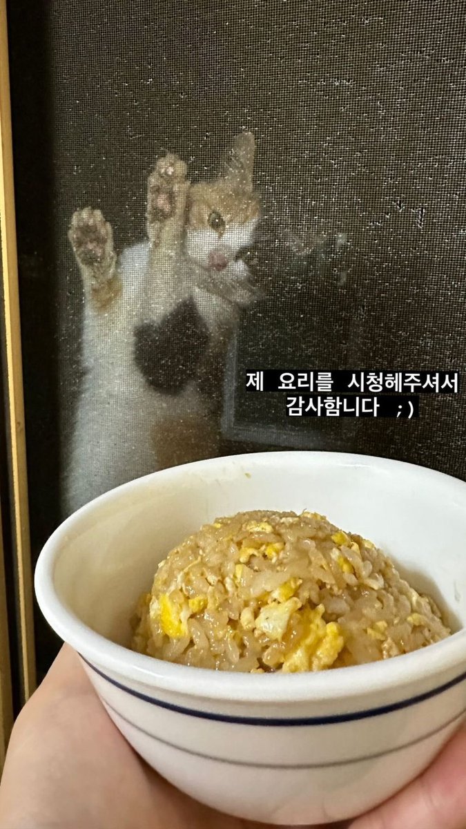 891205V's tweet photo. 짱절미네 음식 냄새 맡고 자꾸 찾아오는 고양이들 진짜 미치겠음ㅋㅋㅋㅋㅋㅋㅋㅋㅋㅋㅋ 똑같이 생긴 애들끼리 방충망에 붙어서 저러고 있고 https://t.co/c34M27HjCK