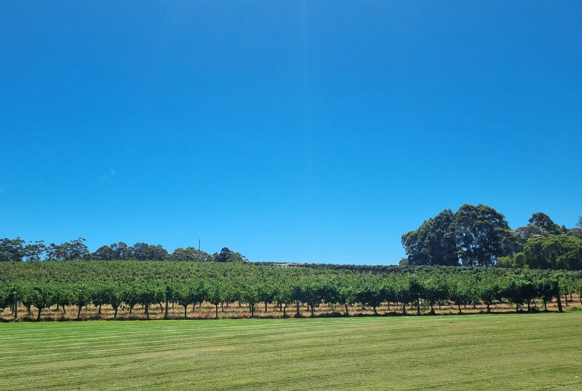 Ticked this one off my list. Been meaning to get here after I looked after one their winemakers in a previous life. Absolutely stunning. 👊🍷
#VasseFelix #MargaretRiver  WA 🇦🇺